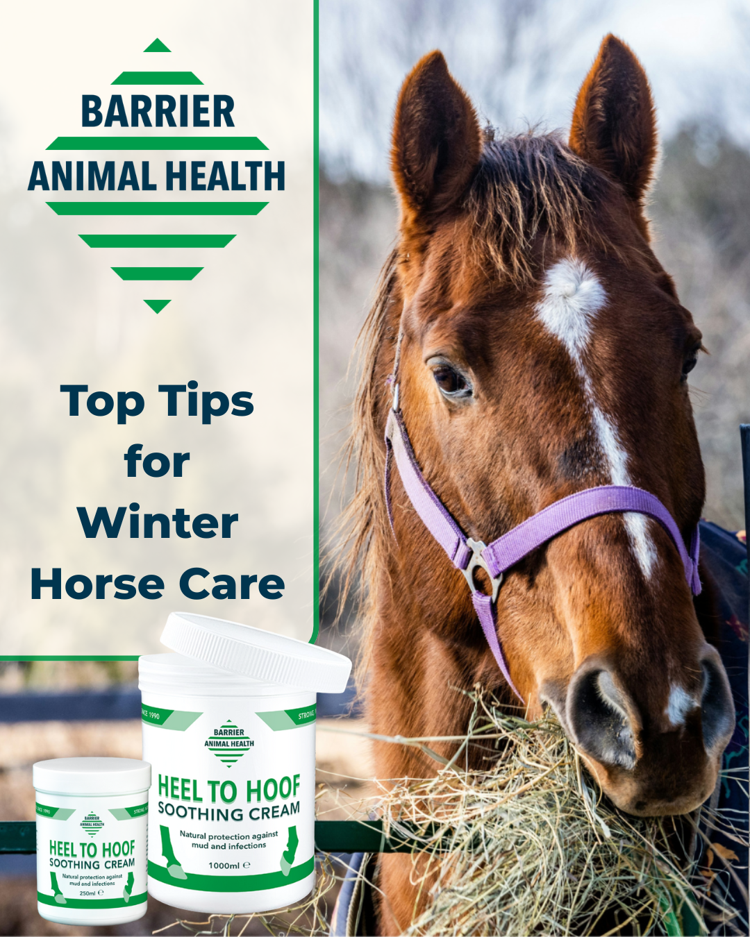 Top Tips for Winter Horse Care
