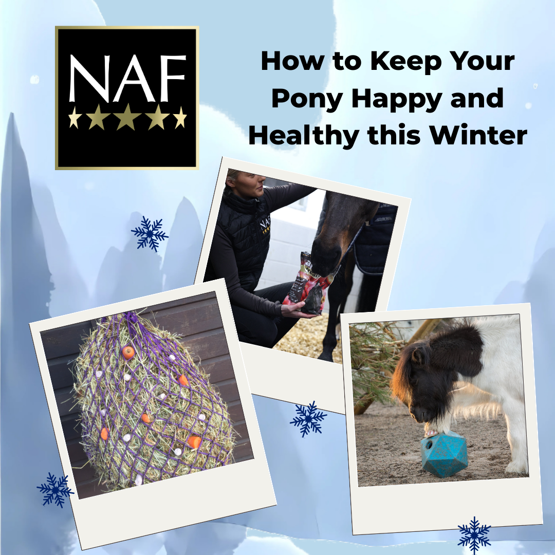 NAF's Top Tips on How to Keep Your Pony Happy and Healthy this Winter