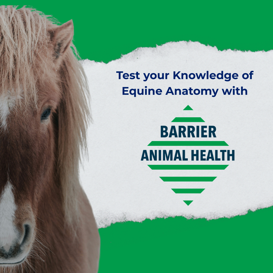 Test Your Knowledge of Equine Anatomy with Barrier Animal Health!