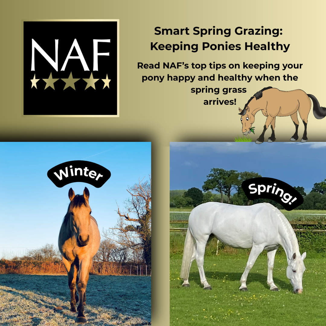 Smart Spring Grazing: Keeping Ponies Healthy with NAF