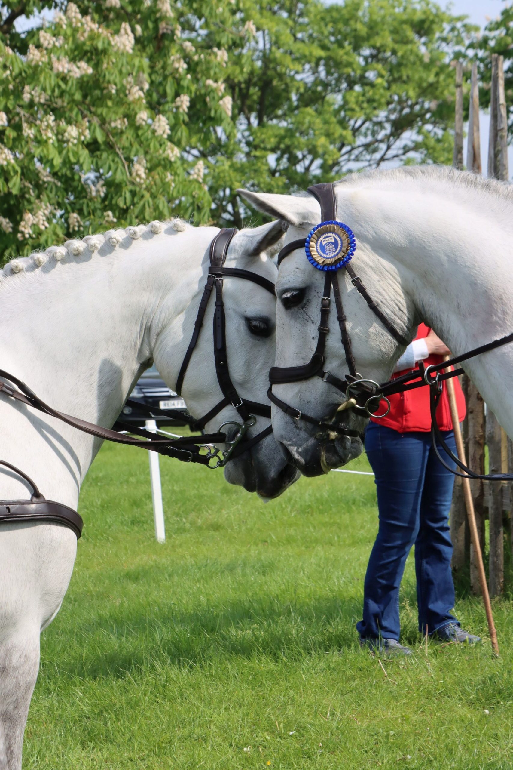 Gallery Image for Pony Club