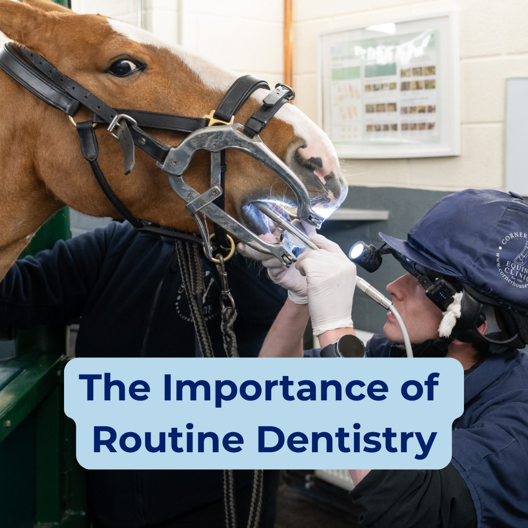 The Importance of Routine Dentistry For Your Horse or Pony