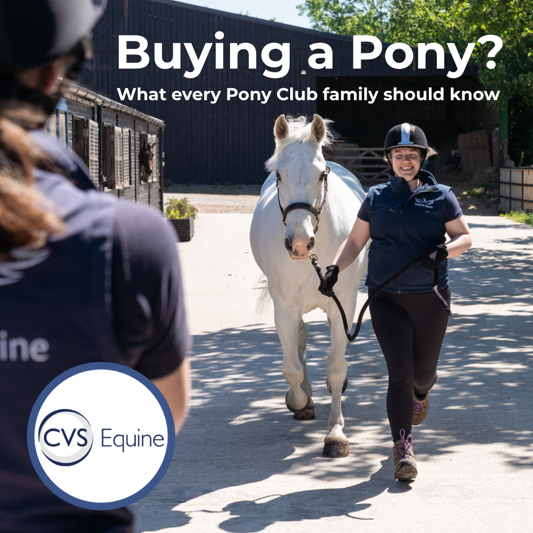 Buying a Pony? What Every Pony Club Family Should Know - CVS Vets